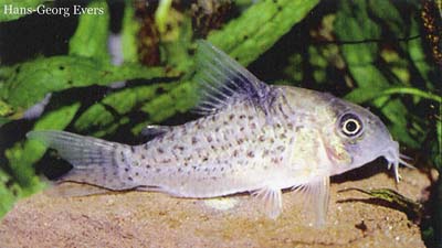Corydoras sp. C21